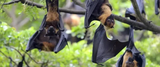Strategi Mitigasi Virus Nipah: WHO Soroti Tingginya Fatality Rate dan Risiko Pandemi Laten