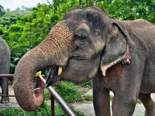 Langkah Berani Thailand: Vaksin KB Mulai Disuntikkan ke Gajah Liar demi Tekan Konflik Mematikan dengan Manusia