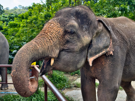 Langkah Berani Thailand: Vaksin KB Mulai Disuntikkan ke Gajah Liar demi Tekan Konflik Mematikan dengan Manusia