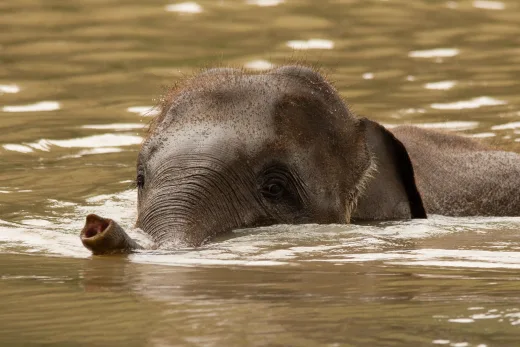 Keadilan untuk Gajah: 5 Fakta Krusial Kasus Gajah Tanpa Kepala yang Diungkap Polda Riau