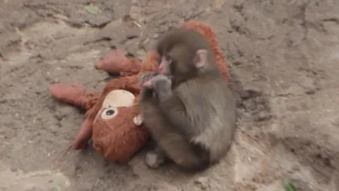 Dari Meme ke Media Interaktif: Viral 'Baby Monkey Punch' Kini Resmi Menjadi Video Gim