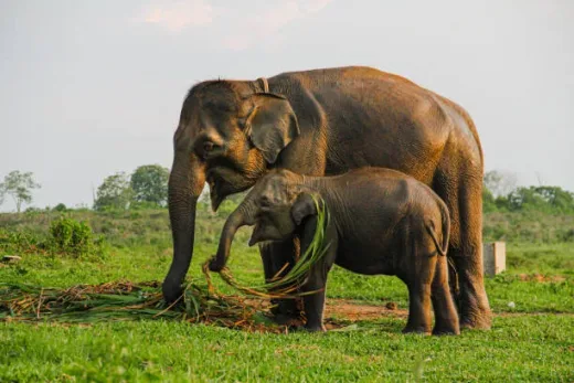 Restorasi Konektivitas Habitat: Indonesia Revitalisasi Koridor Gajah Sumatra di Riau
