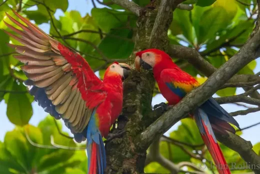Rahasia DNA Kuno Terbongkar! Jalur Perdagangan Eksotis Lintas Pegunungan Andes—Burung Kakaktua Dibawa Hidup-Hidup Menembus Gurun demi Ritual Pra-Inca!