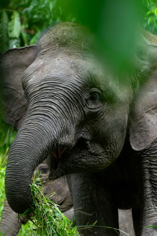 Inpres Penyelamatan Gajah: Strategi Agresif Presiden Prabowo Restorasi Habitat di Sumatra dan Borneo