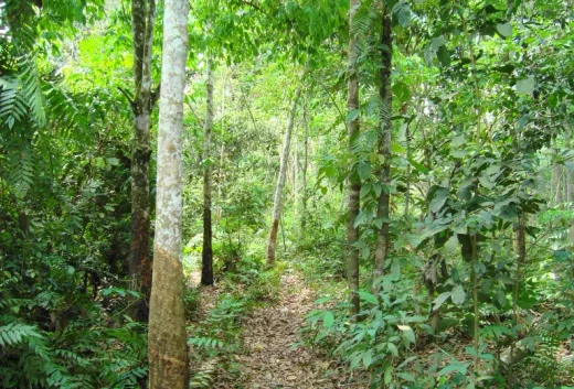 Hilang 4 Hari, Pria di Sukabumi Ditemukan Meninggal di Kebun Karet