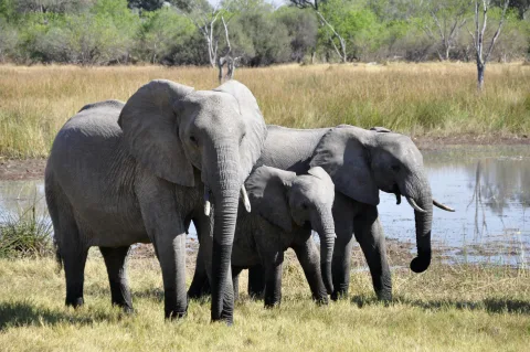 Rangkuman Teknologi Asia: India Uji Coba AI untuk Lindungi Gajah hingga Gebrakan 'K-Science' Korea Selatan
