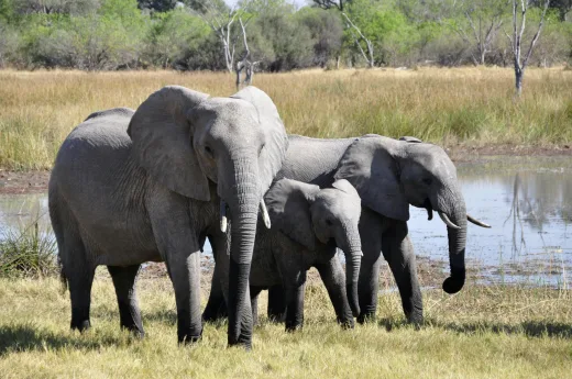 Rangkuman Teknologi Asia: India Uji Coba AI untuk Lindungi Gajah hingga Gebrakan 'K-Science' Korea Selatan