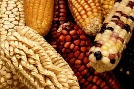 Mengenal Diet Milpa: Warisan Pola Makan Tradisional Mesoamerika dan Segudang Manfaat Kesehatannya