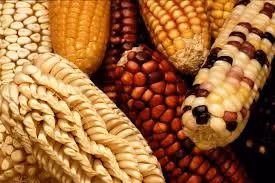 Mengenal Diet Milpa: Warisan Pola Makan Tradisional Mesoamerika dan Segudang Manfaat Kesehatannya