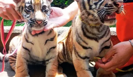 Tragedi Bandung Zoo: Virus Mematikan Tewaskan Dua Anak Harimau