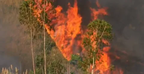 Alarm Ekologi! Kehilangan Hutan Indonesia Loncat 66% Akibat Ambisi Swasembada