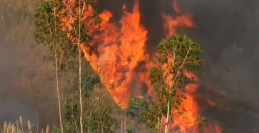 Alarm Ekologi! Kehilangan Hutan Indonesia Loncat 66% Akibat Ambisi Swasembada