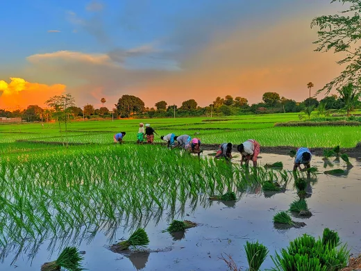 Strategi Mitigasi El Nino 2026: Percepatan Tanam dan Optimasi Irigasi Demi Amankan Lumbung Pangan Jawa Tengah