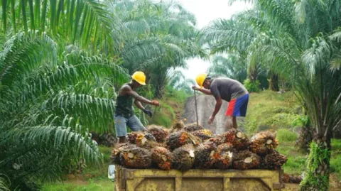 Rapor Positif CSRA: Cisadane Sawit Raya Bidik Lonjakan Kinerja 2026 di Tengah Reli Harga CPO