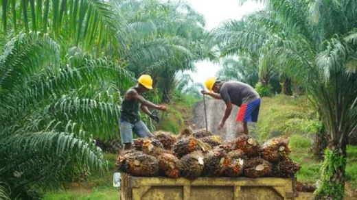 Rapor Positif CSRA: Cisadane Sawit Raya Bidik Lonjakan Kinerja 2026 di Tengah Reli Harga CPO