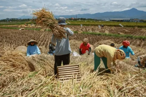 Ketahanan Pangan Solid: Mentan Pastikan Stok Beras 4,5 Juta Ton Siap Hadapi El Nino