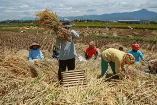 Ketahanan Pangan Solid: Mentan Pastikan Stok Beras 4,5 Juta Ton Siap Hadapi El Nino