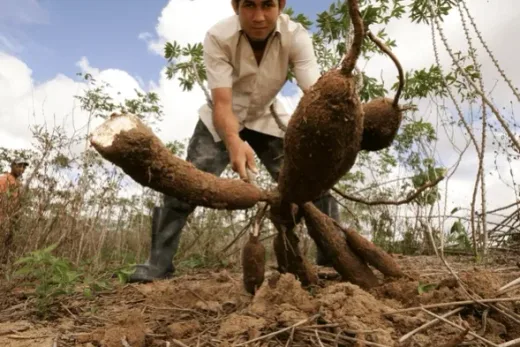 Gebrakan PTPN III: Hilirisasi Ubi Kayu Jadi Amunisi Baru Ketahanan Pangan dan Bioetanol Nasional