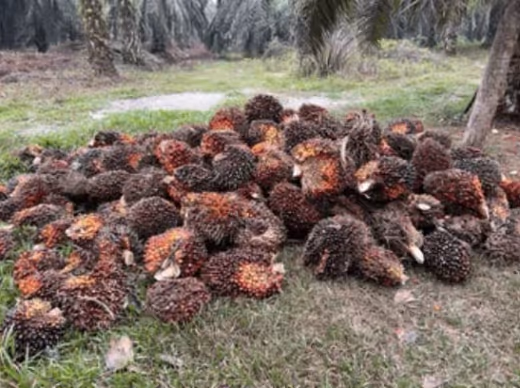Mandatori Biodiesel B50: Katalis Harga CPO & Strategi Ekspansi Emiten Sawit 2026