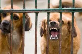 Tragedi di Bangli: Balita 4 Tahun Meninggal Dunia Diduga Akibat Serangan Tiga Ekor Anjing Liar