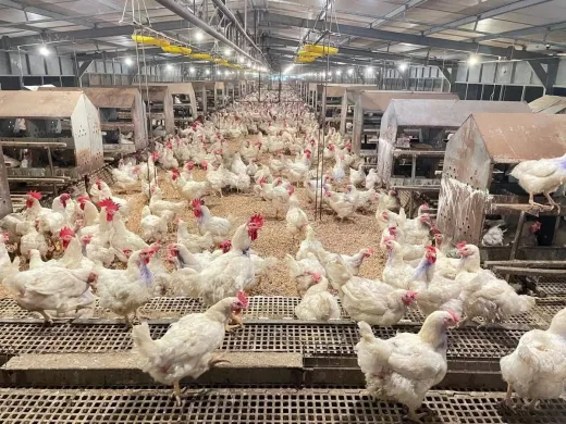 Buruh Peternakan Ayam di Indramayu Meninggal Akibat Kecelakaan Kerja: DPRD Jabar Soroti Lemahnya K3