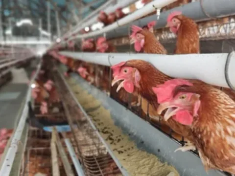 Risiko Rantai Pasok: Peternak Ayam Desak Penundaan Monopoli Impor SBM via Berdikari