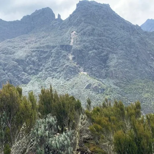 Kebakaran 2012 di Rwenzori Tanda Baru Ekosistem 'Pulau Langit' Afrika Terancam