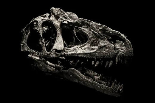 'Titan Terakhir' dari Thailand: Fosil Dinosaurus Raksasa Berusia 120 Juta Tahun Ditemukan, Sepanjang 27 Meter