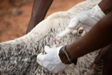 Wabah Ebola di Kongo Tewaskan 90 Jiwa, WHO Tetapkan Darurat Kesehatan Global