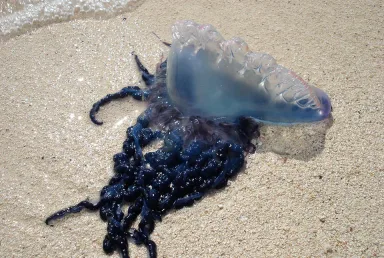 Phuket Siaga Tinggi: Ubur-Ubur Beracun Portuguese Man O' War Muncul di Pantai Wisata