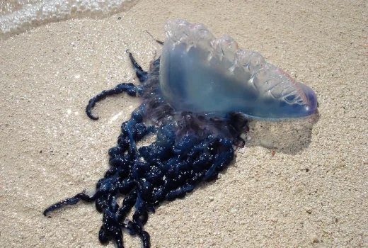 Phuket Siaga Tinggi: Ubur-Ubur Beracun Portuguese Man O' War Muncul di Pantai Wisata