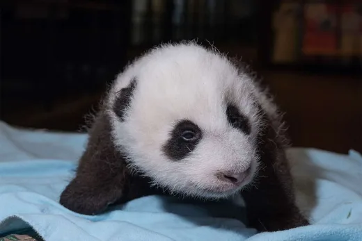 Rio, Panda Pertama Lahir di Indonesia, Resmi Diperkenalkan ke Publik