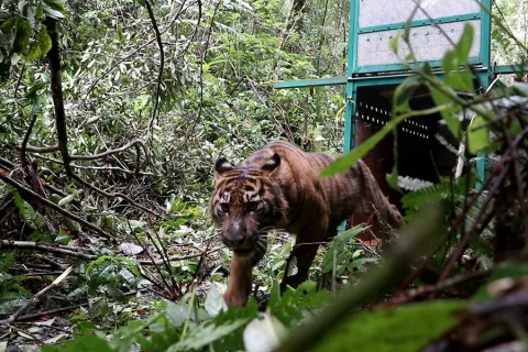 Harimau Sumatera di Leuser: Populasi Stabil, Namun Habitat Terus Terdesak