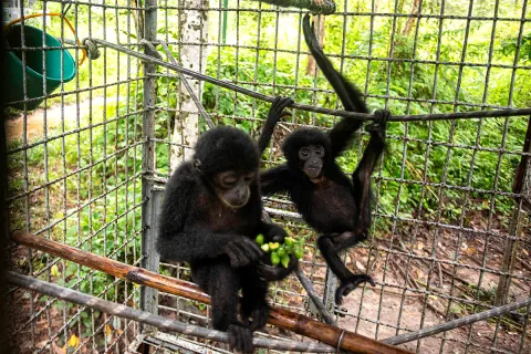 Di Balik Bayi Siamang yang Diperdagangkan, Induknya Dibunuh: Jejak Perburuan di Leuser