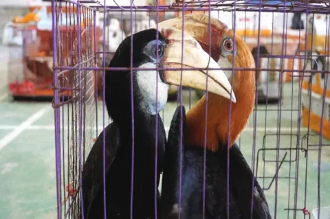 Vonis 3 Tahun Penjara untuk Penyelundup Satwa Langka: Jaringan Lintas Pulau Terungkap