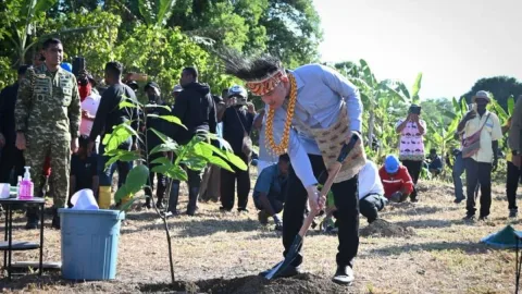 Gibran Tanam Bibit Kakao Unggulan di Papua Barat, Akselerasi Rehabilitasi 2.000 Hektare Lahan Perkebunan