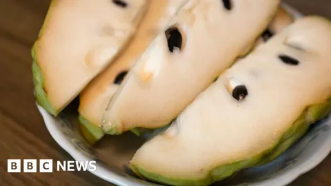 Buah Atemoya Taiwan: Senjata Ekonomi Baru Beijing yang Bikin Petani Waswas