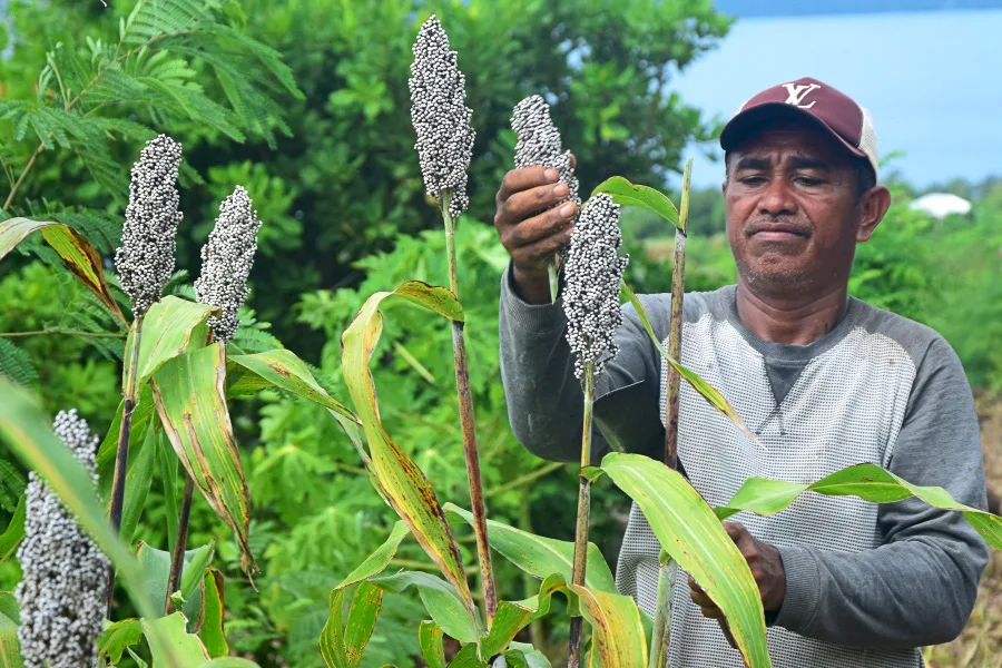 Sorgum di Flores: Pangan Lokal yang Terpinggirkan Kini Mulai Dilirik