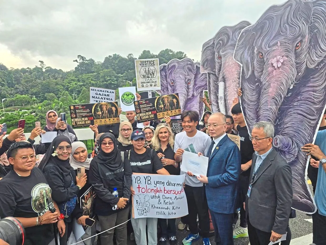 Petisi Pemulangan Tiga Gajah Malaysia dari Jepang Tembus Parlemen: Lari 290 Km untuk Dara, Amoi, dan Kelat