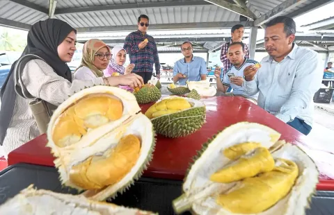 Durian Murah Hingga Agustus: Petani Cari Akal di Tengah Tsunami Pasokan
