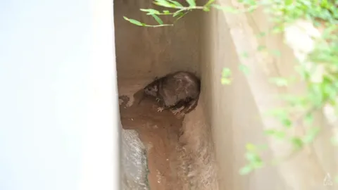 Ratusan Sarang Tikus di Singapura Lenyap: Bukti Nyata Pengelolaan Sampah Efektif