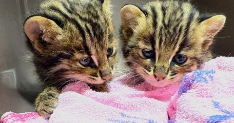 Dua Anak Kucing Kucing Leopard Tsushima Diselamatkan di Pinggir Jalan Nasional Jepang