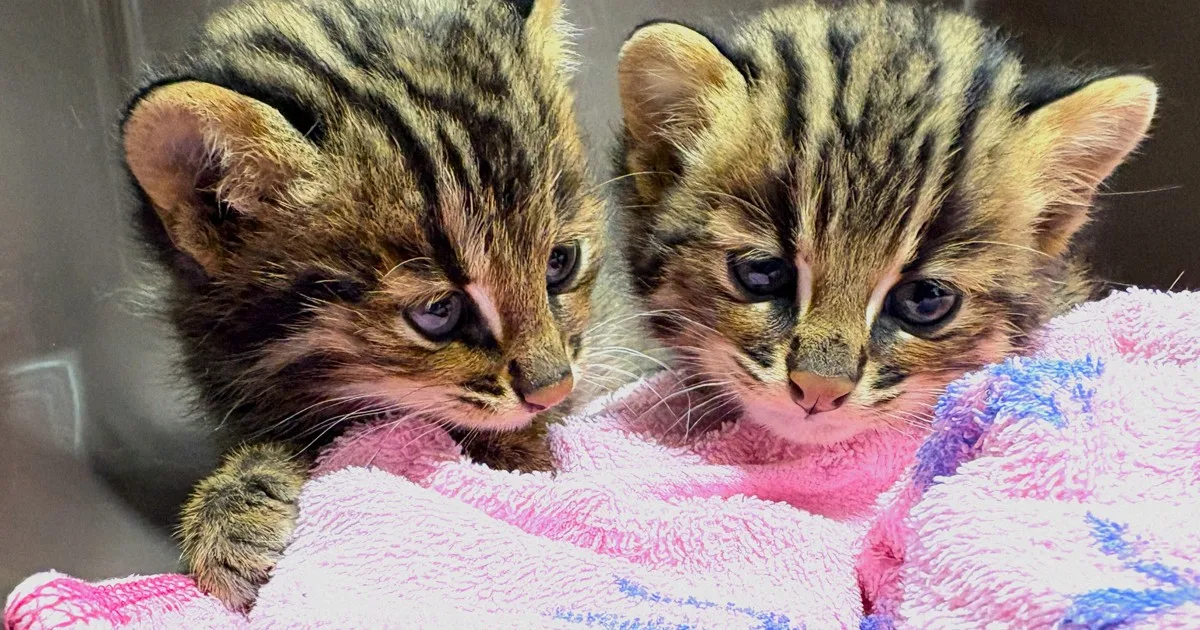 Dua Anak Kucing Kucing Leopard Tsushima Diselamatkan di Pinggir Jalan Nasional Jepang