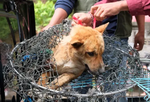 Serangan Anjing Rabies di Jembrana Kembali Sorot Krisis Kesehatan Bali
