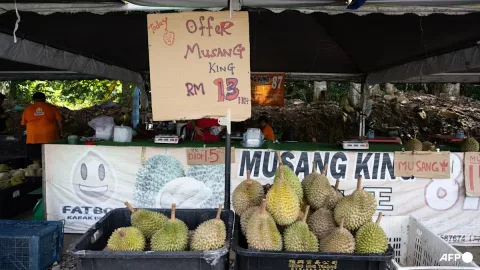 Harga Durian Musang King Anjlok 90%, Malaysia Nikmati 'Tsunami Durian'