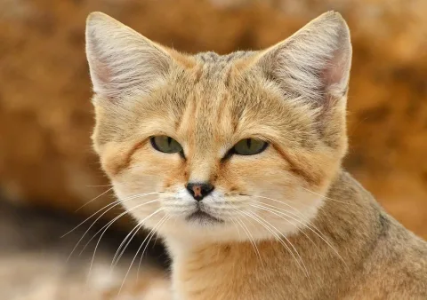 Video 18 Detik Buktikan Kucing Pasir, 'Hantu Gurun' yang Dianggap Punah, Masih Hidup di Libya