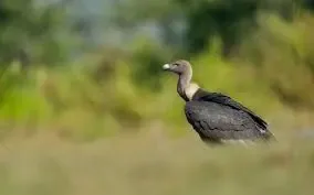 Burung Nasar Putih Kembali ke Suaka Margasatwa Kamboja Setelah Satu Dekade