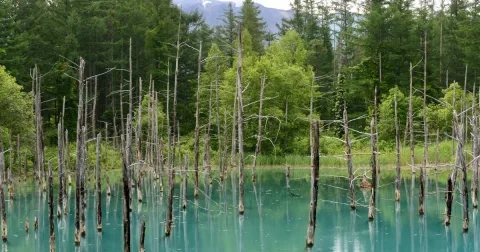 Kolam Biru Hokkaido Naikkan Tarif Parkir Hingga Tiga Kali Lipat demi Atasi Overturisme