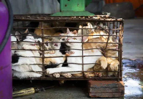 Perdagangan Daging Kucing di Indochina: Antara Mitos, Tradisi, dan Ancaman Kesehatan Publik