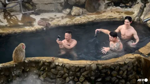 Taman Monyet Salju Jepang Batasi Pengunjung Akibat Perilaku Tak Terkendali